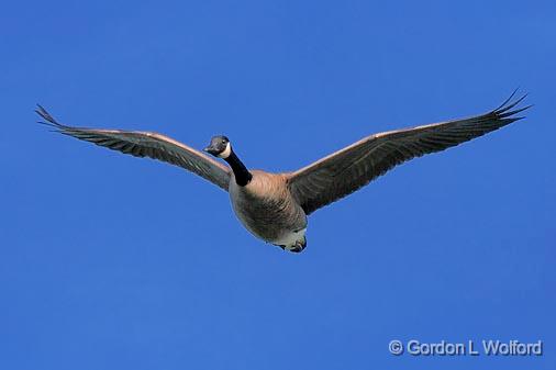 Goose In Flight_51213.jpg - Canada Goose (Branta canadensis) photographed near Lindsay, Ontario, Canada.